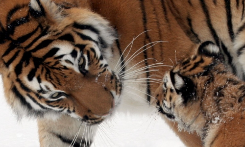 24-bit BMP image of a tiger